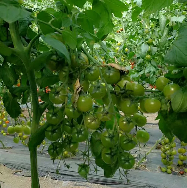 
Green pearl F1 Green cherry small tomato seeds 