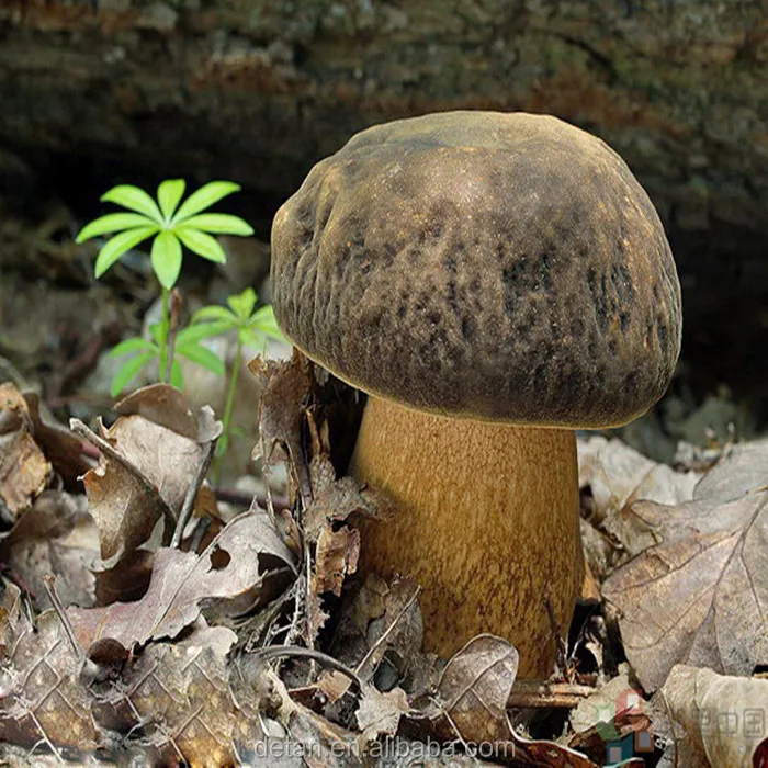 
Detan Frozen Porcini Mushrooms 