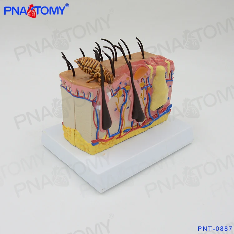 PNT-0887cc Plastic Biological Dog Anatomy (Canine ) Skin Model