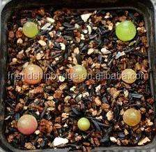 Mini size beautiful Conophytum burgeri succulent bonsai for sale