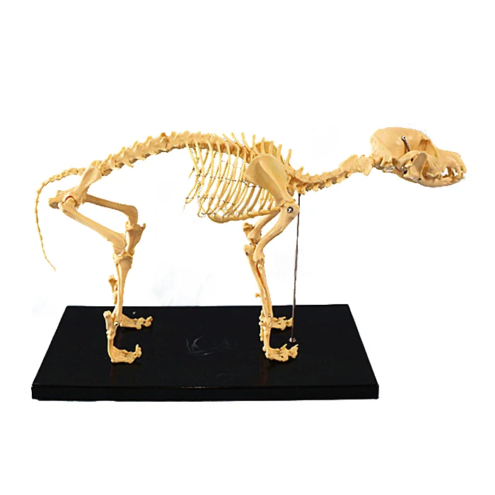 Cat Skeleton Model, Flexibly Mounted