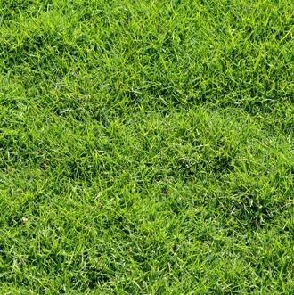 
Trample-resistant Lawn seed high quality Zoysia tenuifolia used airport runway lawn 