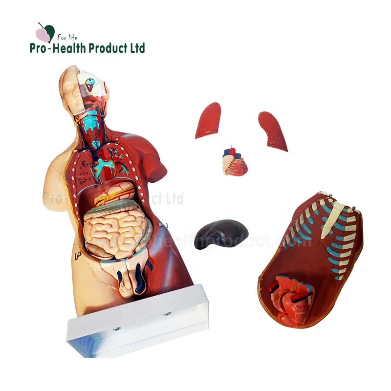 45cm 23 Parts Vivid Organs Digestive System Human Torso Model
