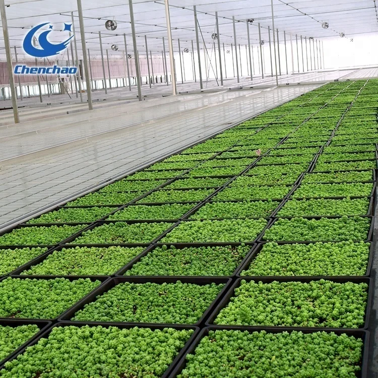 Multifunction Greenhouse ebb and flow bench for Hebei Chenchao factory
