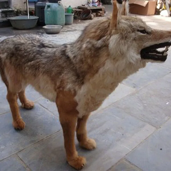  Имитация животного 23x8x20 см пушистый волк модель игрушки полиэтилен и пушистая ручная работа