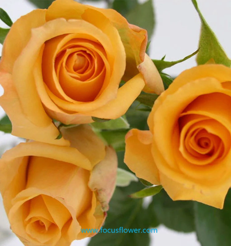 Свежие золотые розы на День святого Валентина