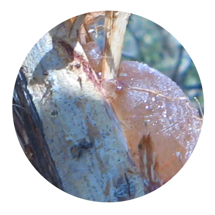 acacia senegal arabic gum spray dried powder