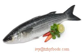 
frozen fish grey mullet getted/WR (mugil cephalus) for sale 