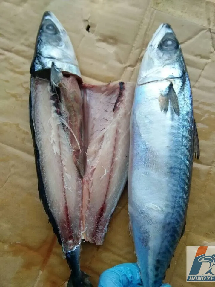 Frozen Pacific Mackerel fish whole round seafrozen BQF 150-200g for market