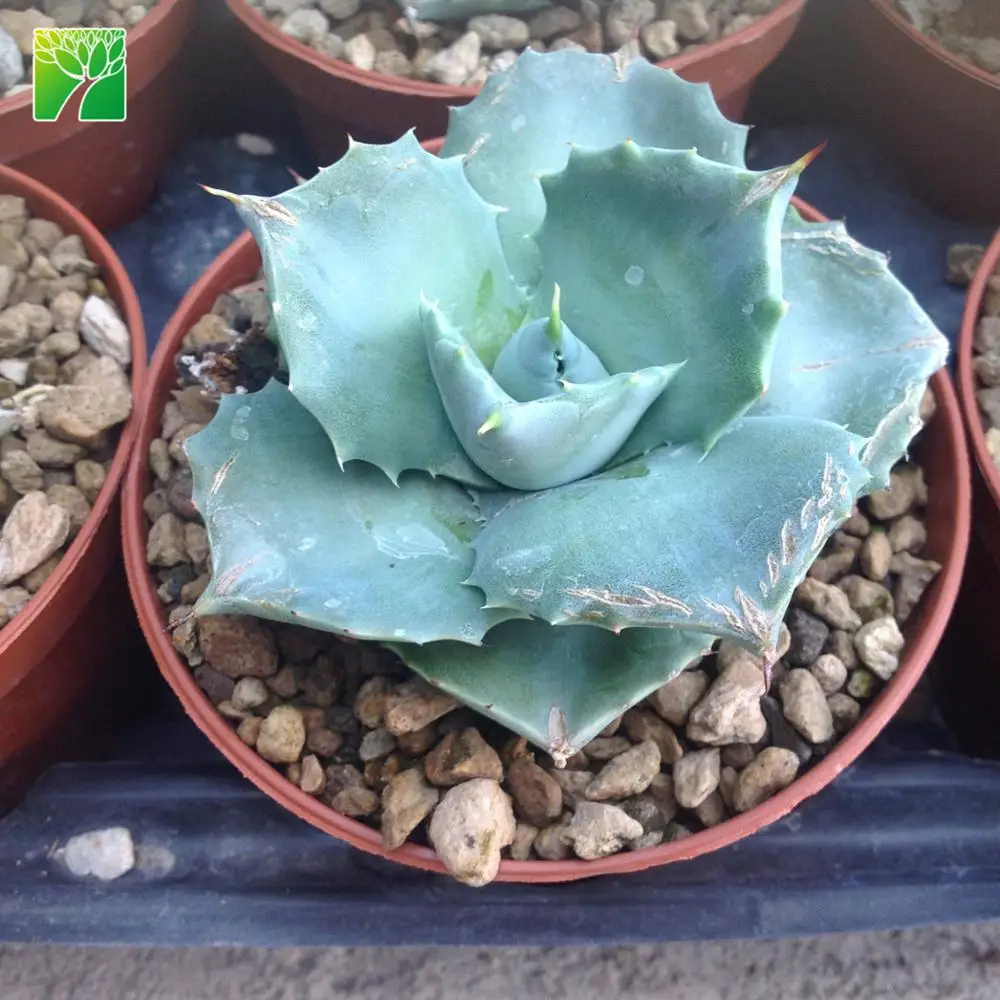 
Ферма, суккуленты, живые растения, Агава картонорум 