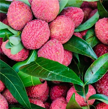 Food imprt of tropical fruits names canned lychee for malaysia