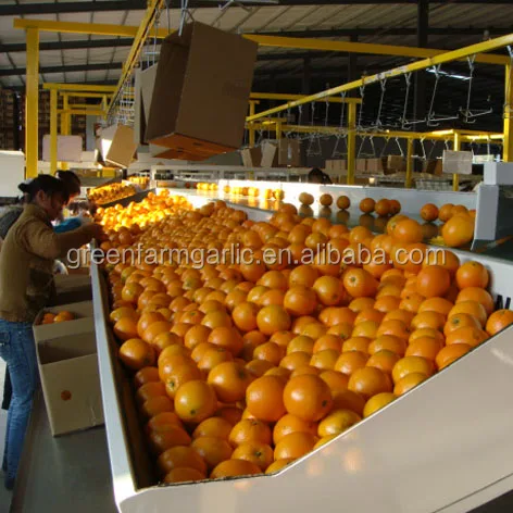 New Crop Fresh Naval Orange