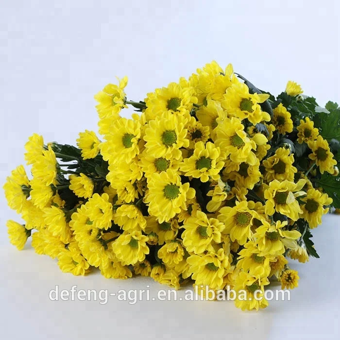 Chrysanthemum long stem flowers fresh cut flowers