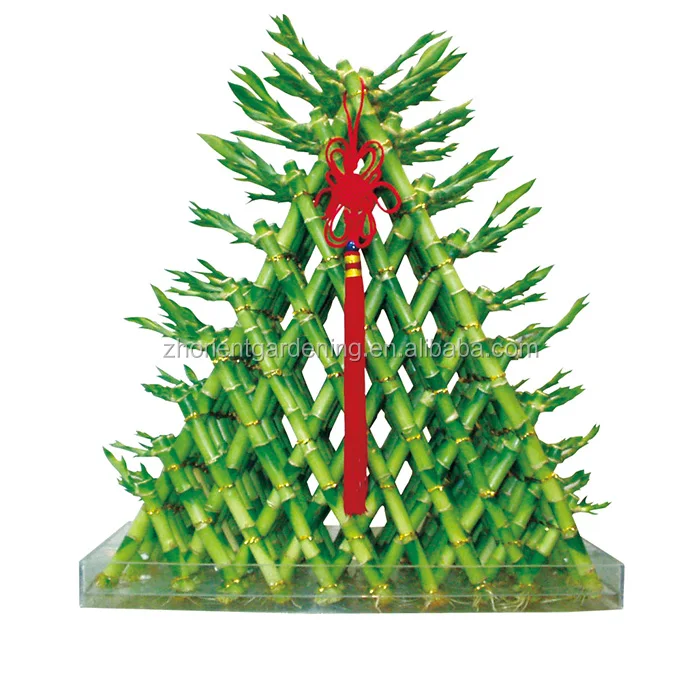 
hot sale pyramid dracaena lucky bamboo 5 layers sanderiana fengshui plants 