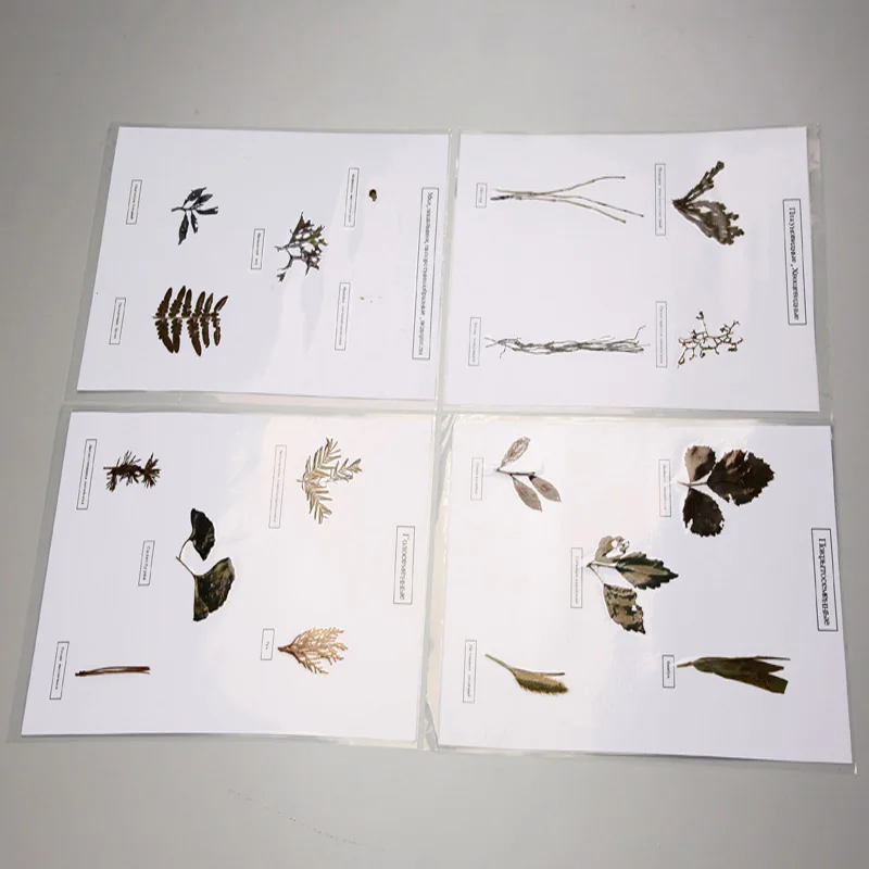 The Evolution of Organic beings Herbarium