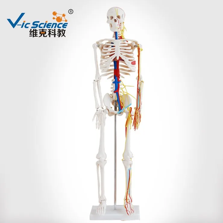 High quality Medical Human Spine Model