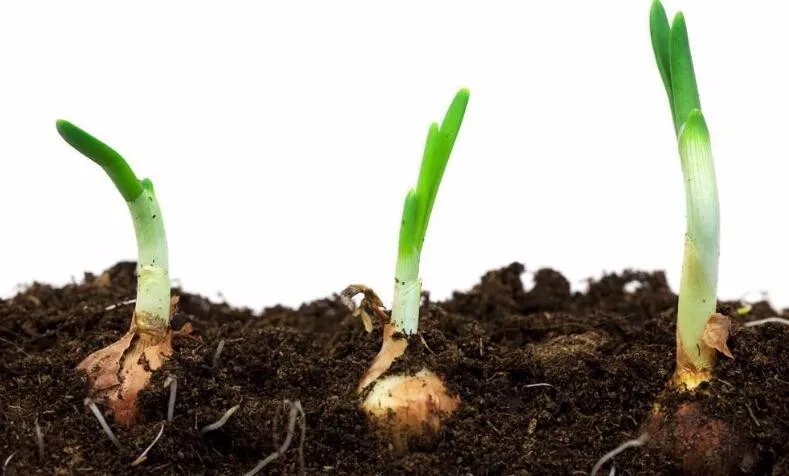 Yellow onion seeds four season vegetable seeds SXO No.5