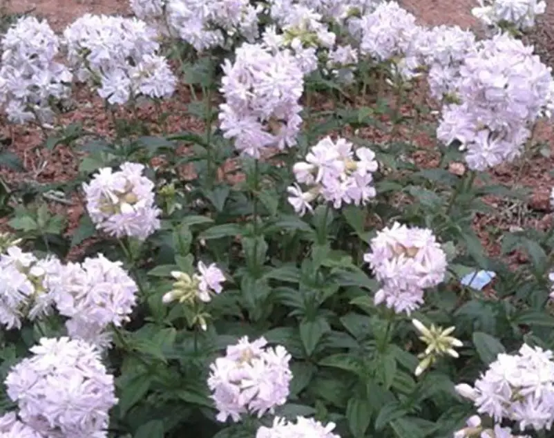 Fei zao cao high quality Pure  bouncingbet Saponaria officinalis seeds