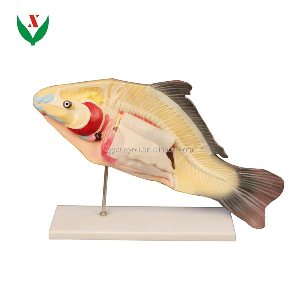 Fish anatomical model / school Biological model