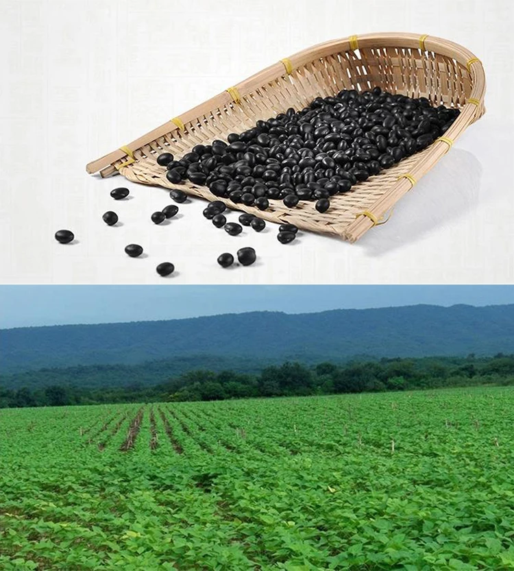 Wholesale soya beans black kidney bean soybean supplier