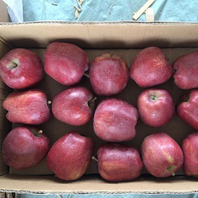 Fresh Red Delicious Apples Fuji and fresh huaniu apple kenya apple mango
