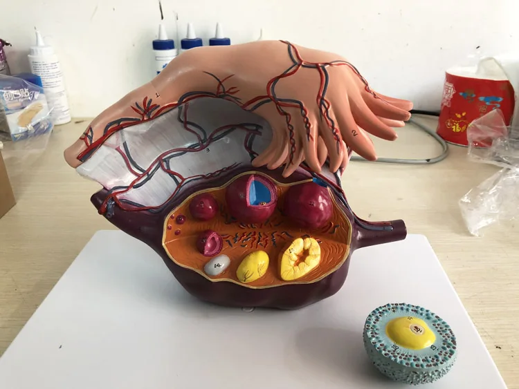 PVC Women Sagittal Anatomical Model for Teaching / High Quality Medical Teaching Models Price