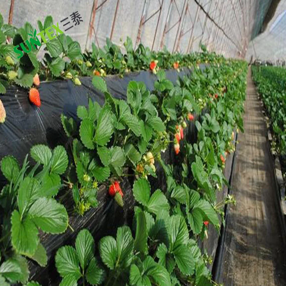 Crops Protection Agricultural Black Mulch Film, 25 Micron 30 Micron Potato Strawberry Ground Cover Poly Film