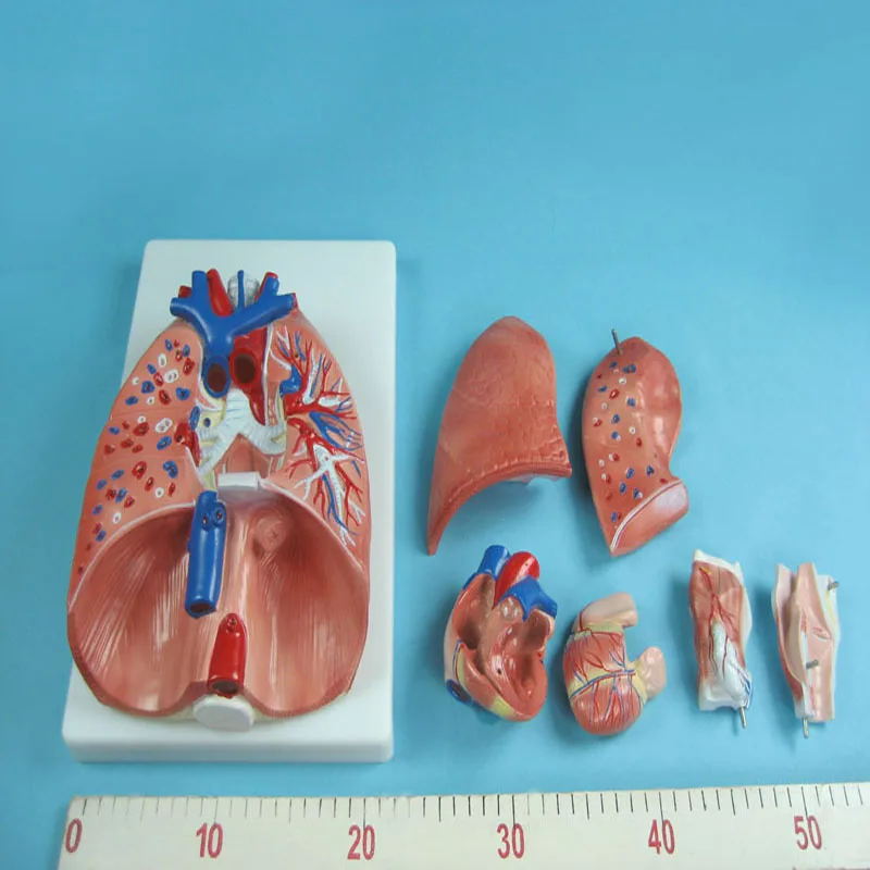 
Biology Teaching Aids Anatomical Model of the Larynx the Heart and the Lungs 