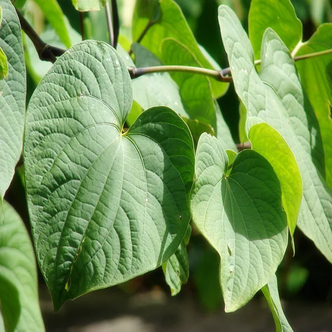 supply free sample high quality kava extract, kava kava plant extract