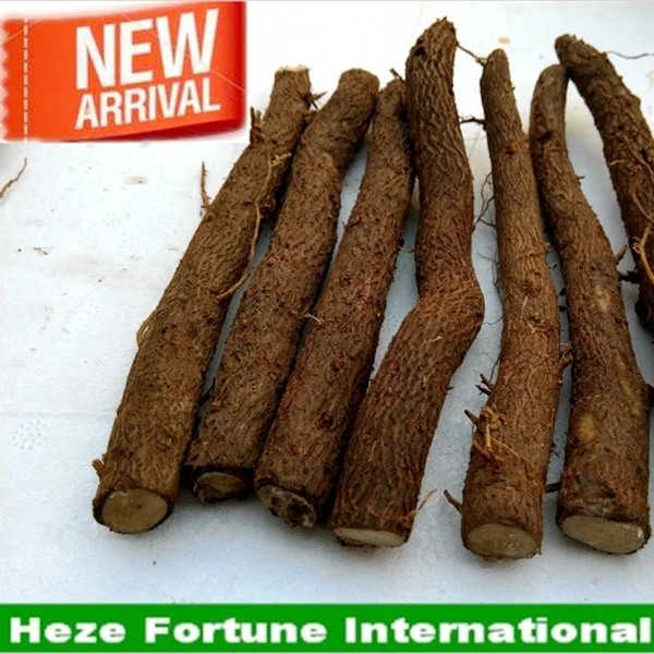 Paulownia kiri tree roots from Heze city