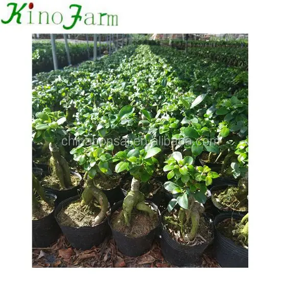 Декоративные растения хорошей формы для дома и улицы, женьшень фикус бонсай