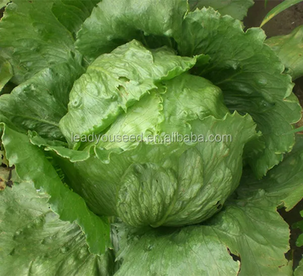 
MLT05 Mali heat resistant hot sale iceberg lettuce seeds for planting 