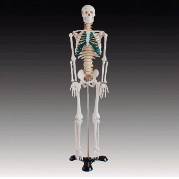 BIX-A1004 85CM Human skeleton model with nerves