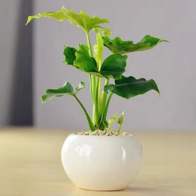 Декоративное растение бонсай филодендрон Селло