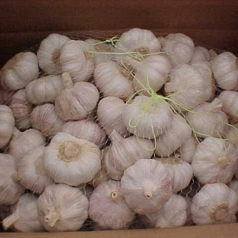New crop Pure white garlic normal white garlic export from China
