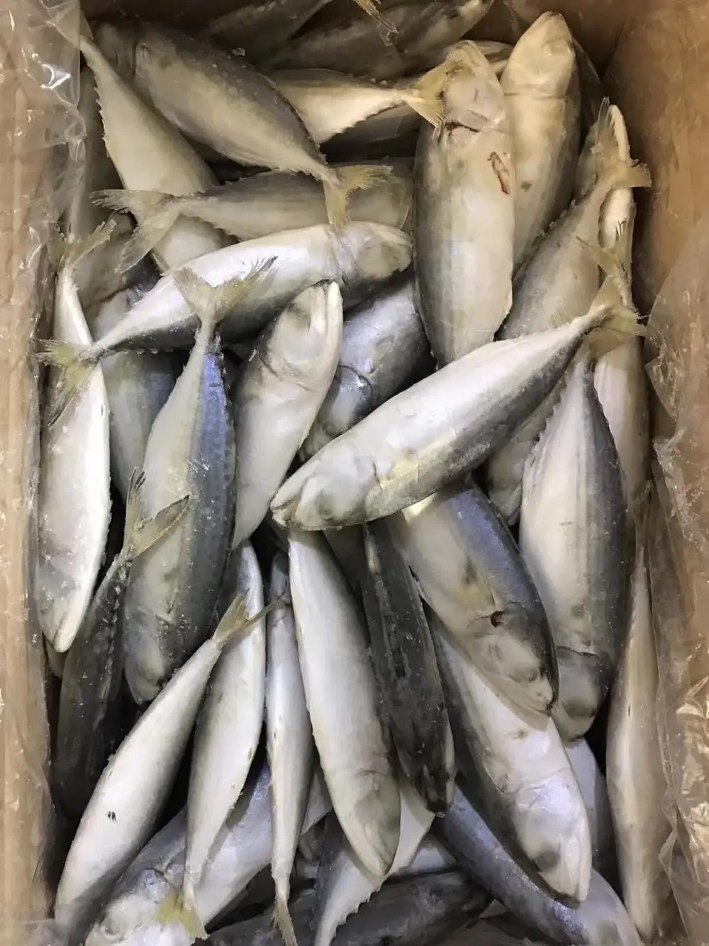 Grade AA frozen whole indian mackerel 6-8 for sale