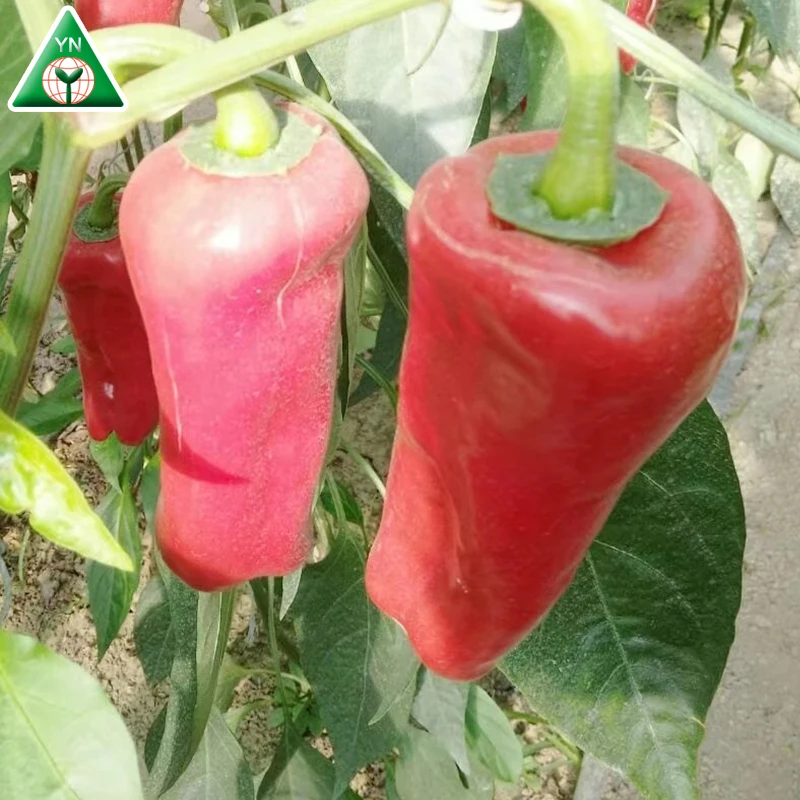 BARTON F1 good fruit setting hot hybrid chilli seeds f1