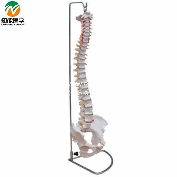 Bix-a1014 Flexible Life Size Human Skeleton Spine Model Cpr Trainer