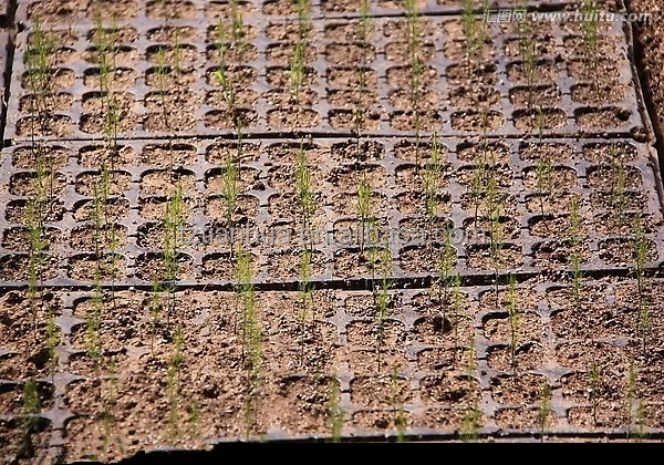 Промоакция от фабрики Чжэцзян, персонализированный пластиковый поднос для рассады, 8 ячеек-512 ячеек для детской комнаты