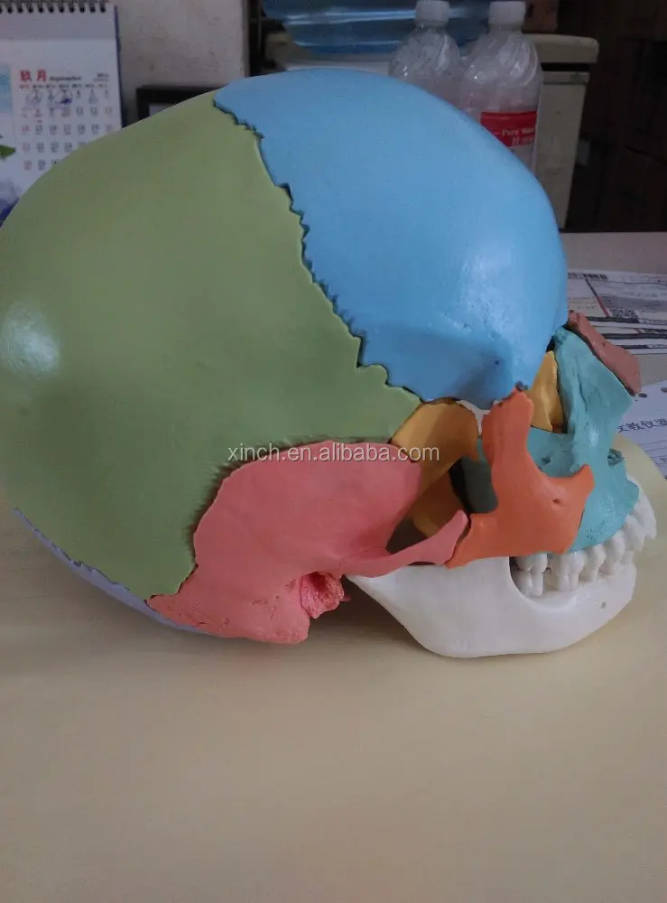 Colored Plastic Human Skull Model With 22pcs