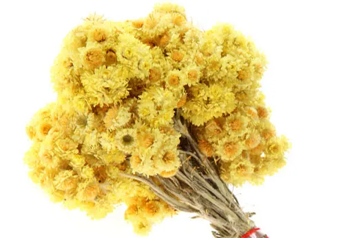 Pure and Nature Immortelle Essential Oil Helichrysum Essential Oil