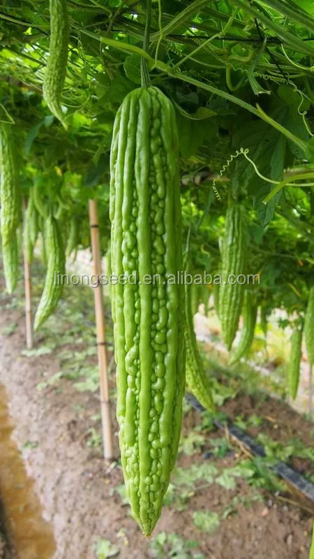 Дыня горькие семена семена для продажи