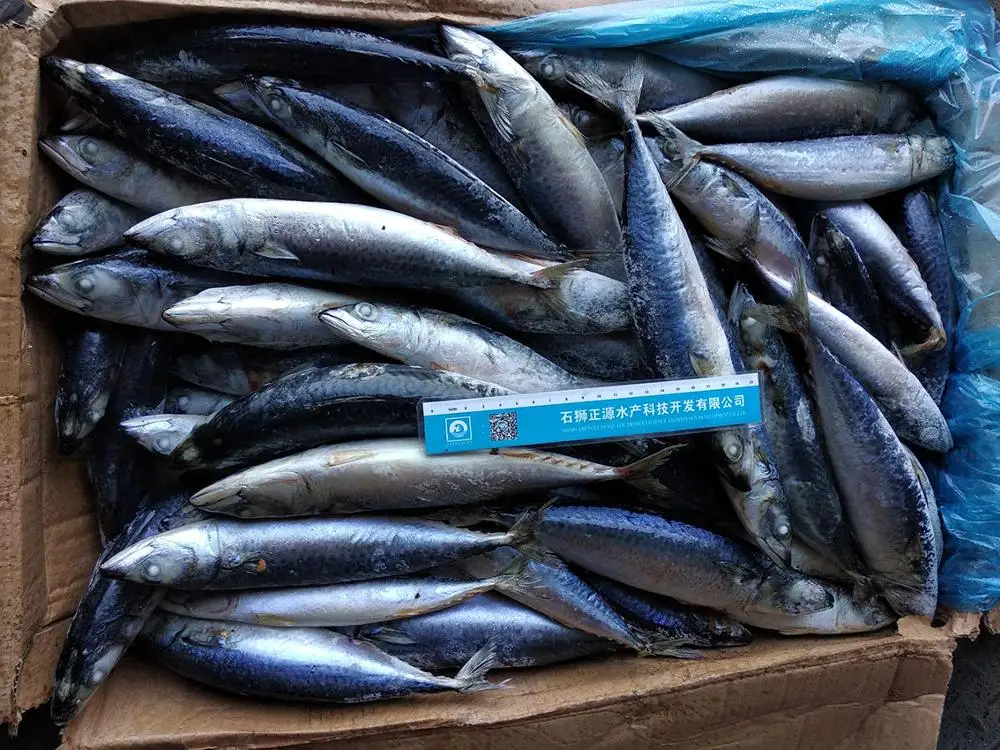 X136 sea frozen pacific mackerel fish price (scomber japonicus) pacific mackerel whole round fish