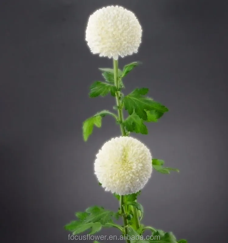 Export Direct Pompon Mum White Chrysanthemum For Sale