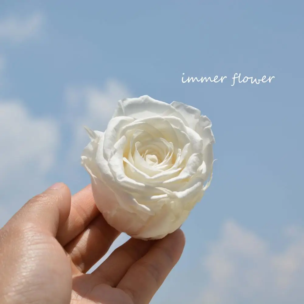 Real ecuador preserve rose fresh cut flower eternal rose from Yunnan Sennka