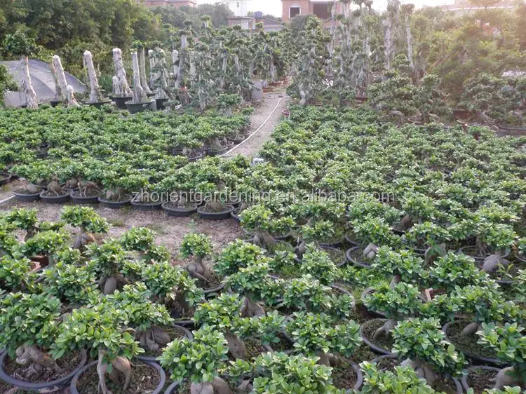 ficus ginseng microcarpa ficus bosai  for sale indoor and outdoor plants