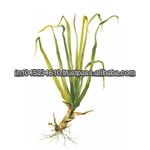 Global Demand on Best Quality Natural Ginger Grass Essential Oil for Sale