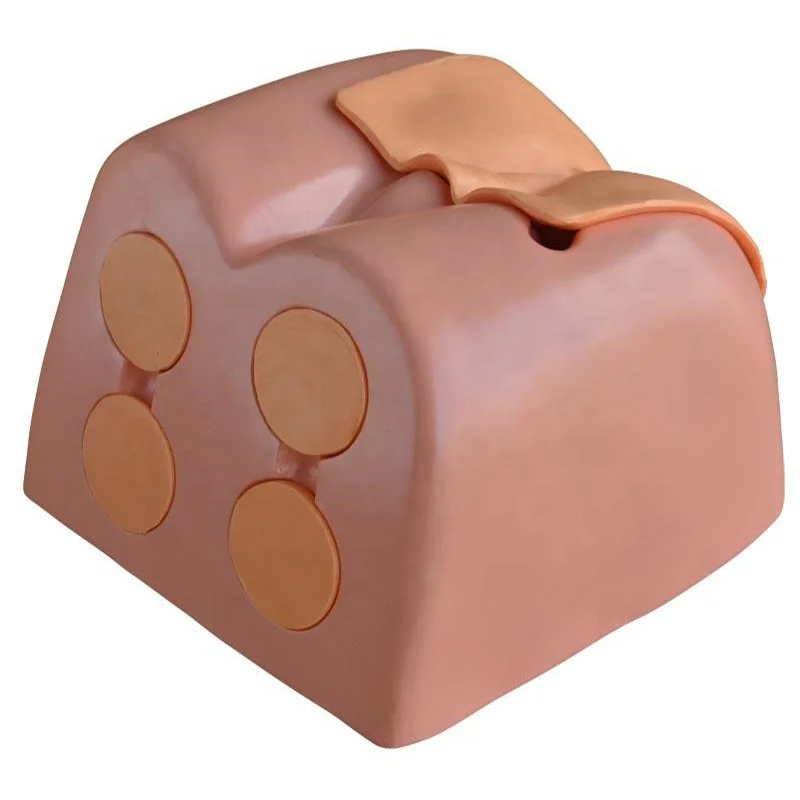 Prostate Examination Simulator Medical Teaching Model