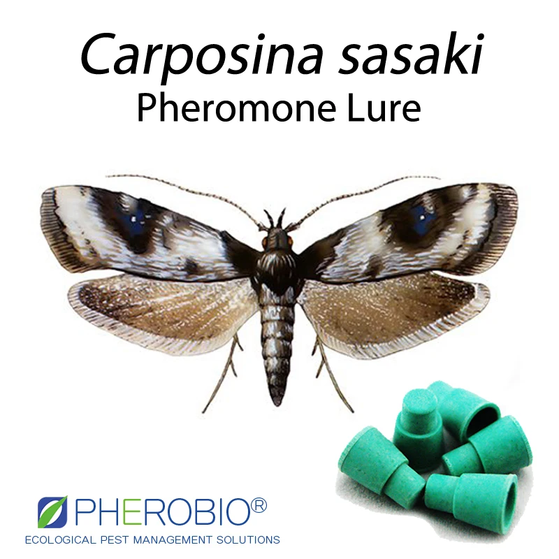  Персиковый фруктовый моль Carposina sasakii приманка феромона