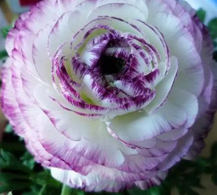 Hua mao gen natural roots Ranunculus asiaticus bulbs for planting